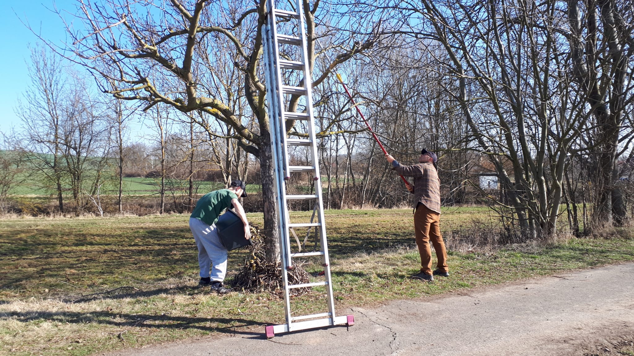 Baumschnitt am Laurawanderweg in Vippachedelhausen